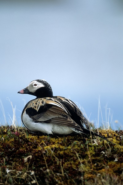 Photographe: Wayne Lynch
Lieu: Parc national du Canada Wapusk © Parks Canada | Parcs Canada