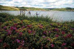 Red Bay Landscape