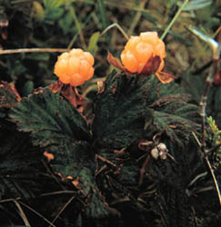 Ripe bakeapples