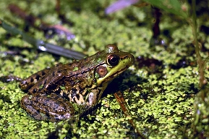 close-up of a frog.