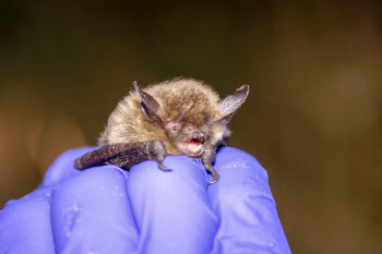 Small bat held in the hand.