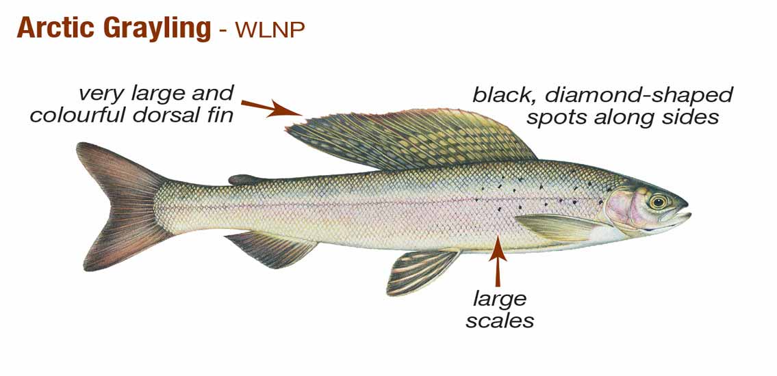 Arctic Grayling