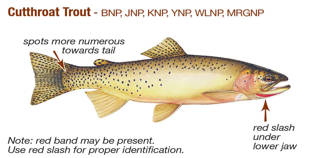 Cutthroat Trout