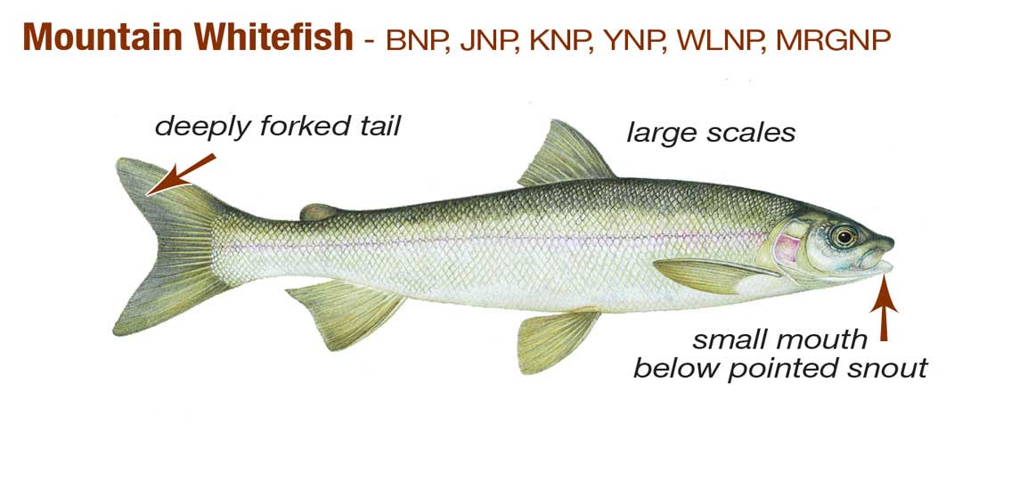 Mountain Whitefish