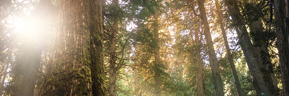 Sun shining through forest canopy