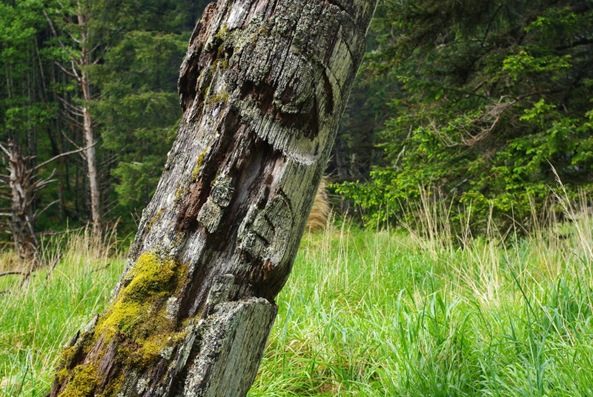 Up-close of totem pole at Ḵ'uuna Llnagaay (Skedans)