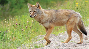 Eastern Coyote