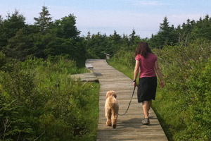 A visitor walks her dog on a leash.