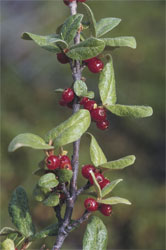 Sheperdia canadensis